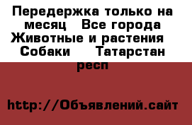 Передержка только на месяц - Все города Животные и растения » Собаки   . Татарстан респ.